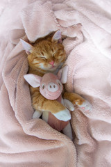 red cat lies resting paw with a pink pig soft sleep
