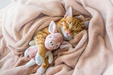 red cat lies resting paw with a pink pad soft sleep