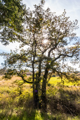 Fototapeta na wymiar sun shining through the branches of tree in the open field