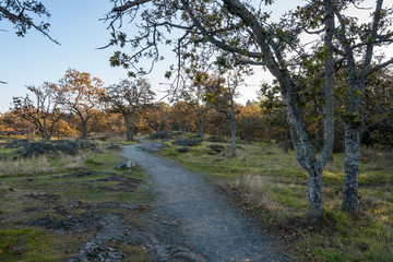 path in the park with rocky surrounding and few trees