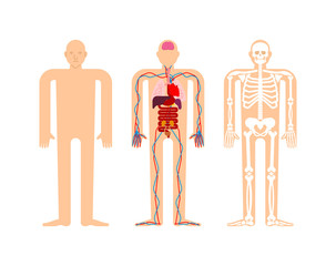 Human anatomy. Skeleton and Internal organs. Systems of man body and organs. medical systems. vector illustration