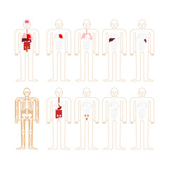 Human anatomy. Skeleton and Internal organs. Systems of man body and organs. medical systems. vector illustration