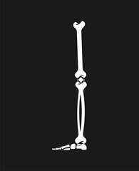 Leg bone. Skeleton anatomy human. Skeletal system cross section. vector illustration