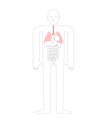 Lungs Human anatomy. Gastrointestinal tract Internal organs. Systems of man body and organs. medical systems. vector illustration