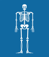 Skeleton anatomy human. Skeletal system cross section. Bones and skull. Ribs and pelvic bone. vector illustration