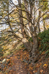 leafless tree branches stretching out to the path in the park