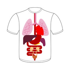 T-shirt Internal organs. Human anatomy. Systems of man body and organs. medical systems. Lungs and Heart. Liver and Stomach. vector illustration