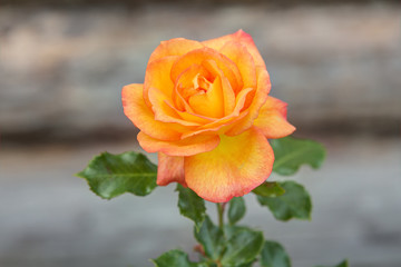 beautiful rose in the garden