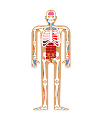 Human anatomy System. Skeleton and Internal organs. Systems of man body and organs. medical systems. vector illustration