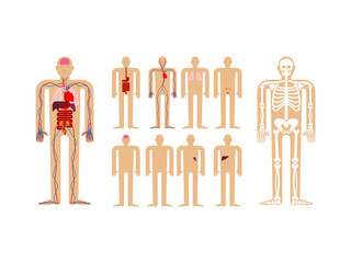Human anatomy. Skeleton and Internal organs. Systems of man body and organs. medical systems. vector illustration