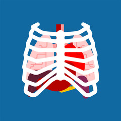 Rib cage and Internal organs. Human anatomy. Systems of man body and organs. medical systems. Lungs and Heart. Liver and Stomach. vector illustration