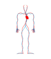 Circulatory system. Heart and blood vessels. Aorta and artery Human anatomy. Internal organs. Systems of man body and organs. vector illustration