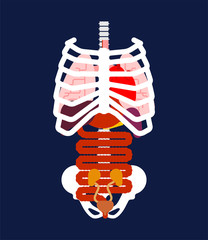 Rib cage and Internal organs. Human anatomy. Systems of man body and organs. medical systems. Lungs and Heart. Liver and Stomach. vector illustration