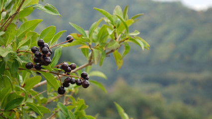 Wild forest berries on the tree. Mountain Park of the North Caucasus.