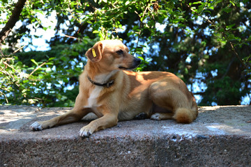 Red dog in a brown collar with a yellow clip in his ear lying on the parapet 