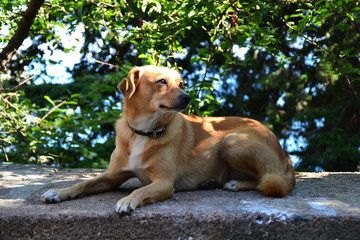 Red dog in a brown collar with a yellow clip in his ear lying on the parapet 