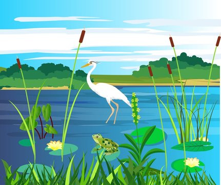 On the lake, white heron and frogg on the swamp plant, nature wildlife scene vector