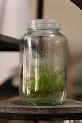 Plant terrarium bottle for decoration