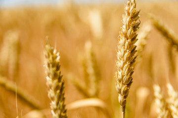 Closeup photo of the ripe yellow wheat ear