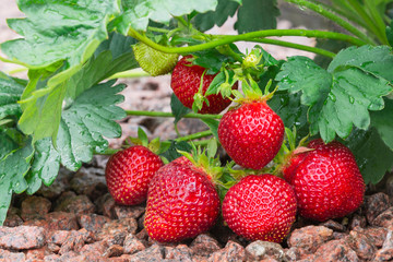 Large red bright juicy strawberries on the bush.Delicious berries in the garden on a sunny day.