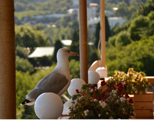 Armenian white gray Seagull sitting on the restaurant railing next to a bouquet of flowers 