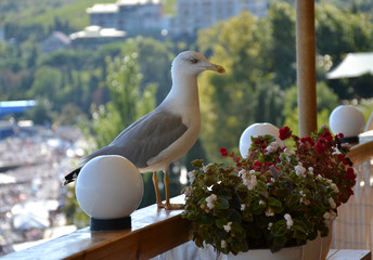 Armenian white gray Seagull sitting on the restaurant railing next to a bouquet of flowers 