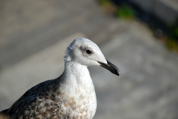 Mediterranean gull with black bill  