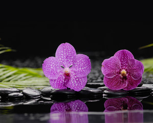 Still life with two pink orchid with stones and green plant