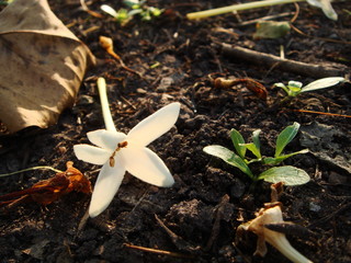 Little white Cork Tree flower on the ground