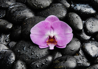 Macro of orchid on wet black stones 