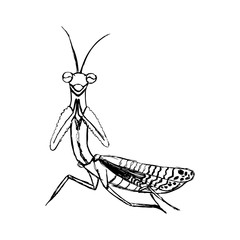 sketch of a mantis in black lines