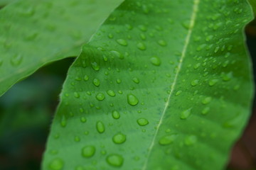 Closeup of water drops texture pattern on green leaf in garden after raining