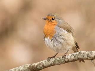 Little robin on the branch