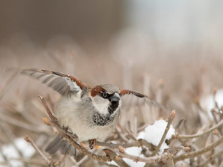 Sparrow on branch in winter