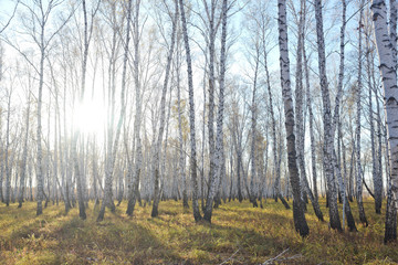 Fototapeta premium Autumn forest