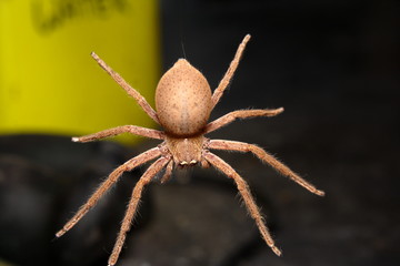 Badge Huntsman Spider.. 'Neosparassus diana' suspended by a single strand of silk