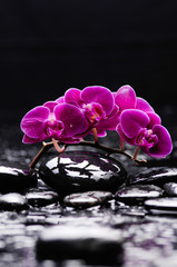 Fototapeta na wymiar Lying on red branch orchid and black stones 