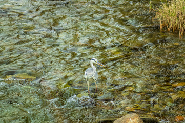 飛騨高山の宮川で魚を狙う青鷺