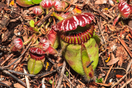 cephalotus follicularis, plante carnivore