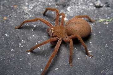Badge Huntsman Spider.. 'Neosparassus diana'