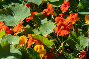 fleurs capucines dans les hortillonnages d'Amiens dans la Somme en France