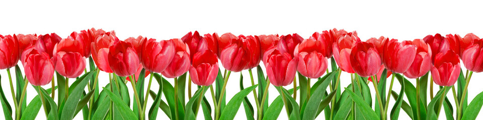 Czerwoni tulipany na białym tle - 229305395