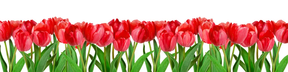 Papier Peint photo Lavable Tulipe Tulipes rouges sur fond blanc