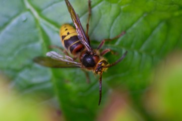Hornet