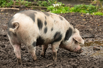 Buntes Bentheimer Schwein