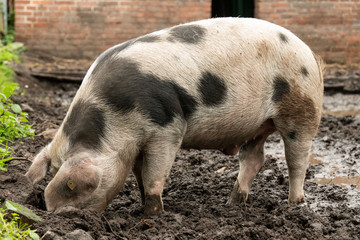 Buntes Bentheimer Schwein