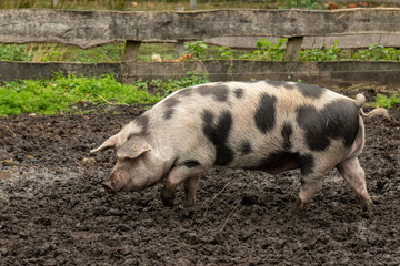 Buntes Bentheimer Schwein