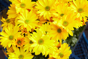 Chrysanthemum flowers as a background close up. Yellow Chrysanthemums. Chrysanthemum wallpaper. Floral background. Selective focus.