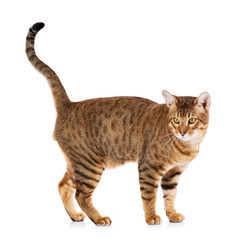 Thoroughbred striped Serengeti cat on white