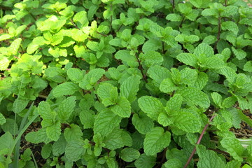 fresh green peppermint